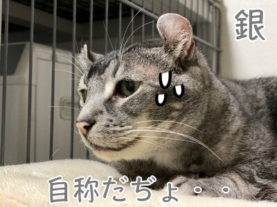 銀386