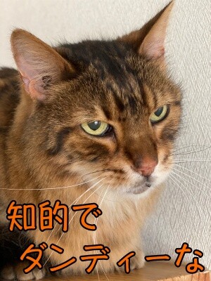 力33