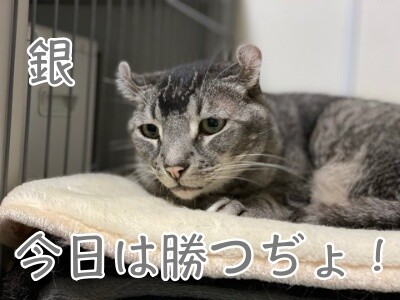 銀371