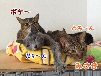みんな (64)