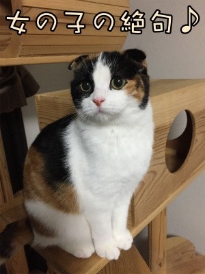 いよ37