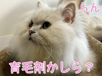 らん279
