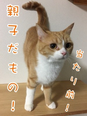 ココナッツ37