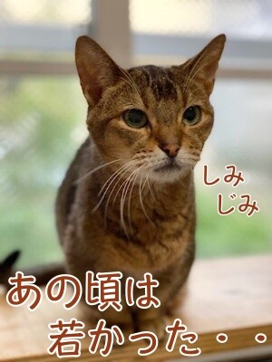 俊518