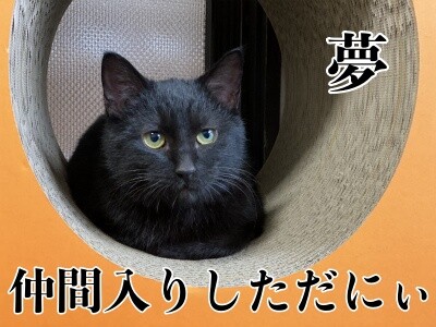 夢9