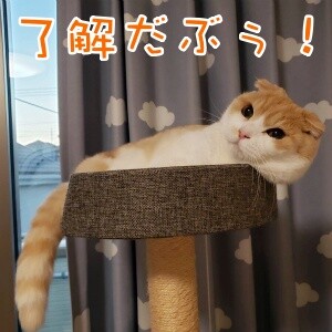 凌52