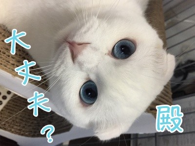 殿484