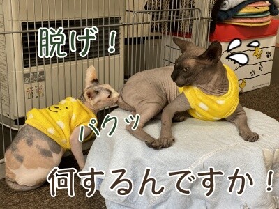 みんな1536
