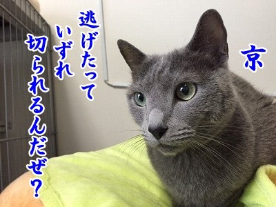 京 (44)
