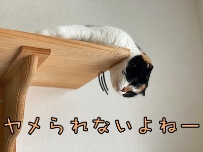 そよ37