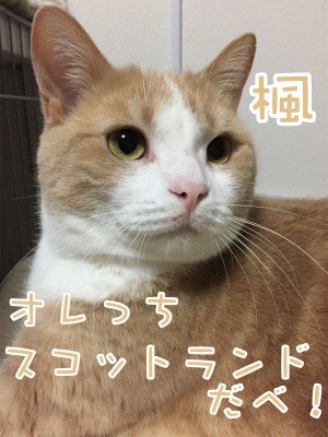 楓373