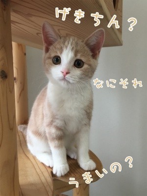 楓25