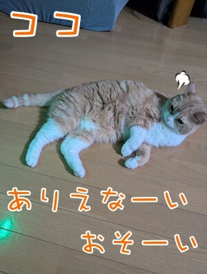 ココナッツ77