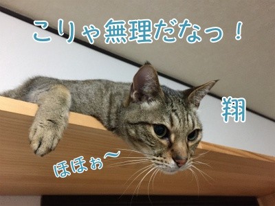 翔183