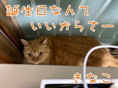 きなこ70