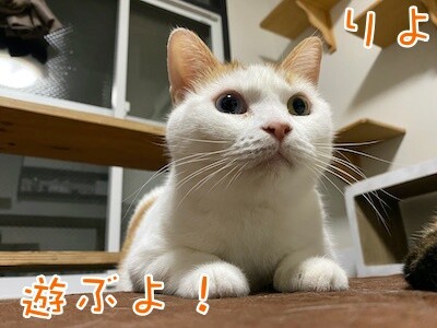 りよ102