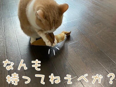 楓11