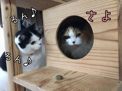 みんな707