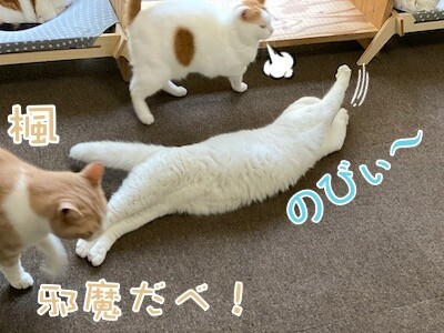 みんな293