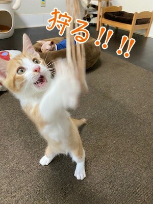 琢13