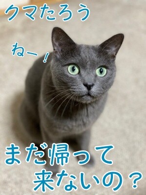 茶牛206