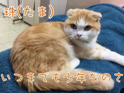 珠若288