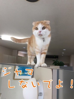 珠若263
