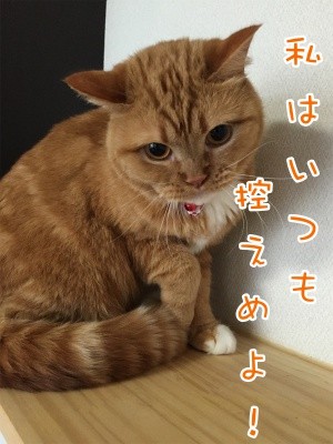 きなこ6