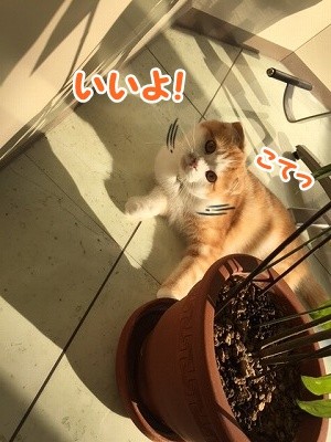 たま (42)