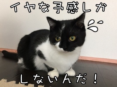 茶牛116