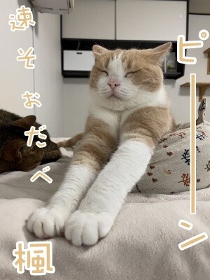 楓689