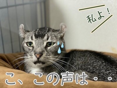 銀43
