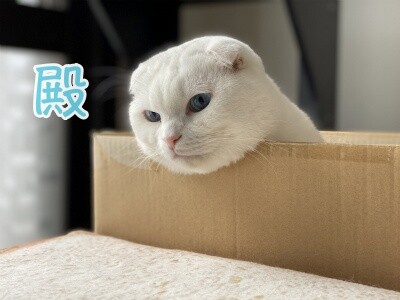 殿728