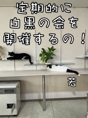 茶牛212