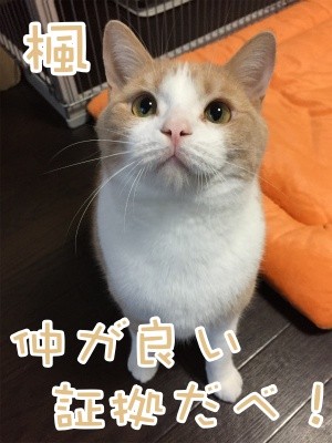 楓332