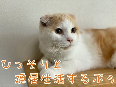 竜2