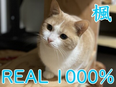 2020選挙6