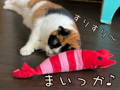 いよ41