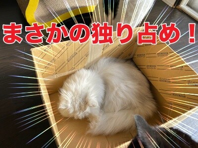 らん1