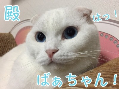 殿341