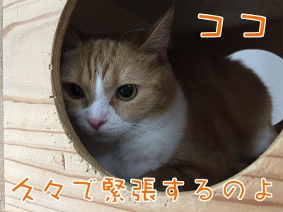 ココナッツ34