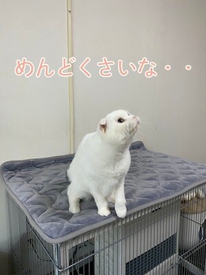 ひめ109