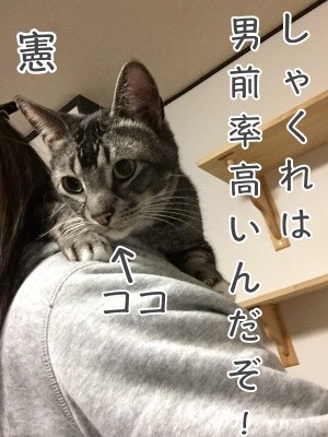 憲44