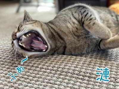 漣28