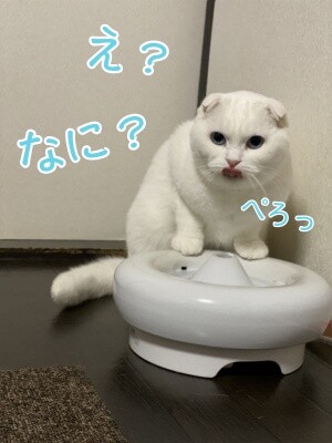 殿532
