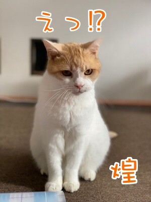 煌253