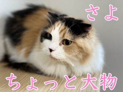 2020選挙21