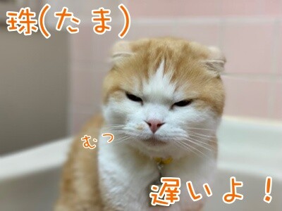 珠若786