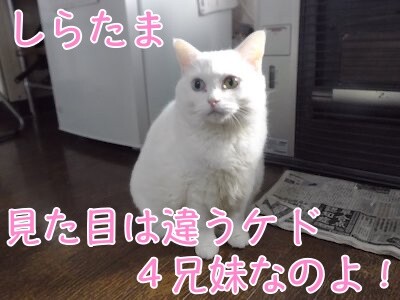 しらたま21