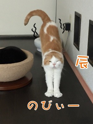 辰161
